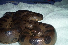 female green