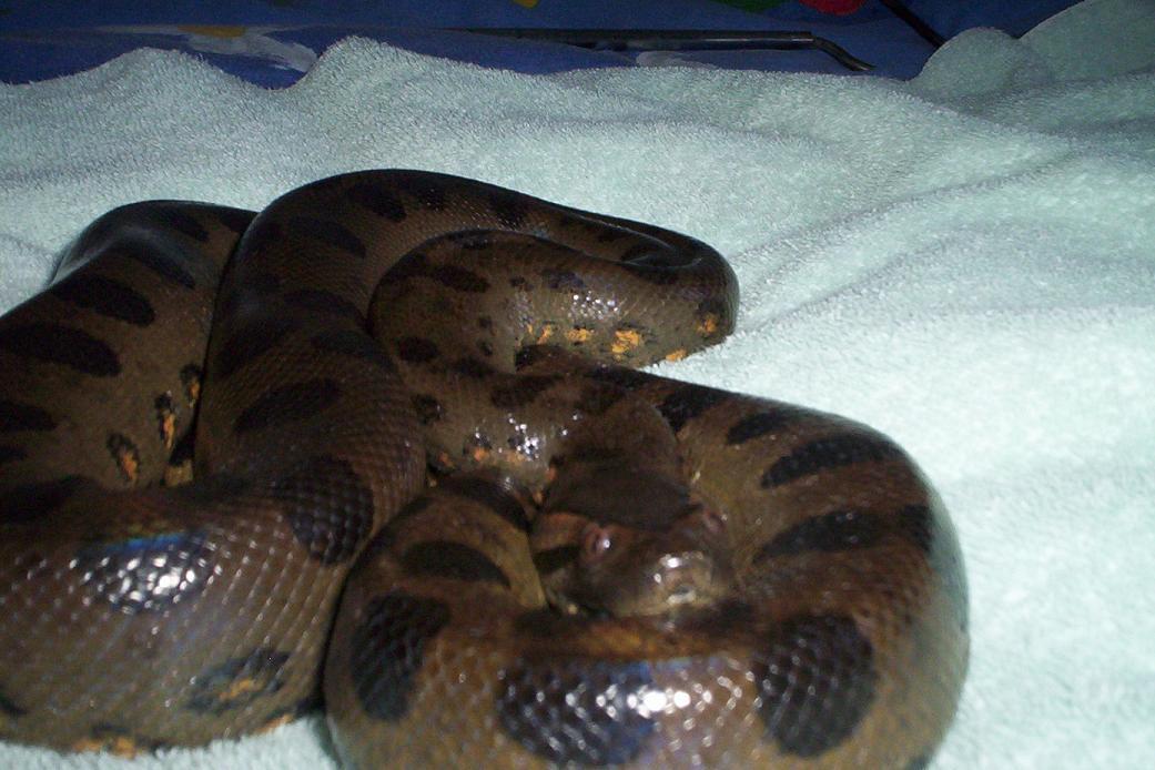 female green