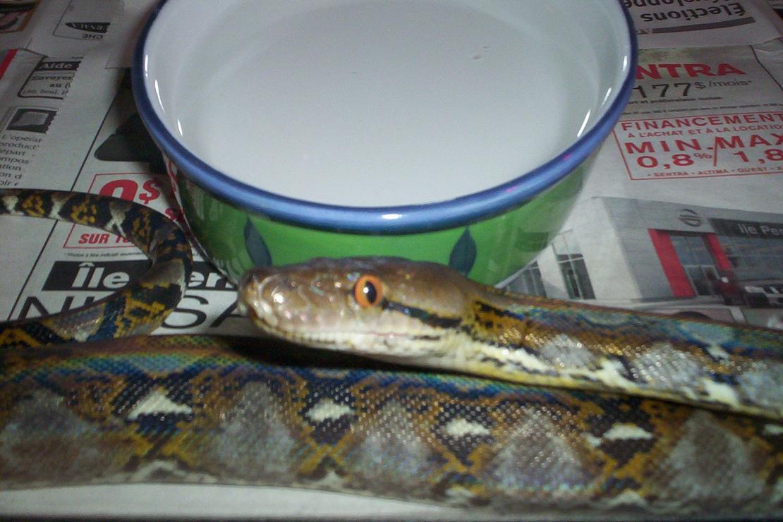 female retic