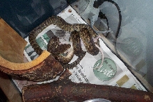 baby scrub python