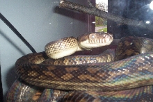 male southern scrub python