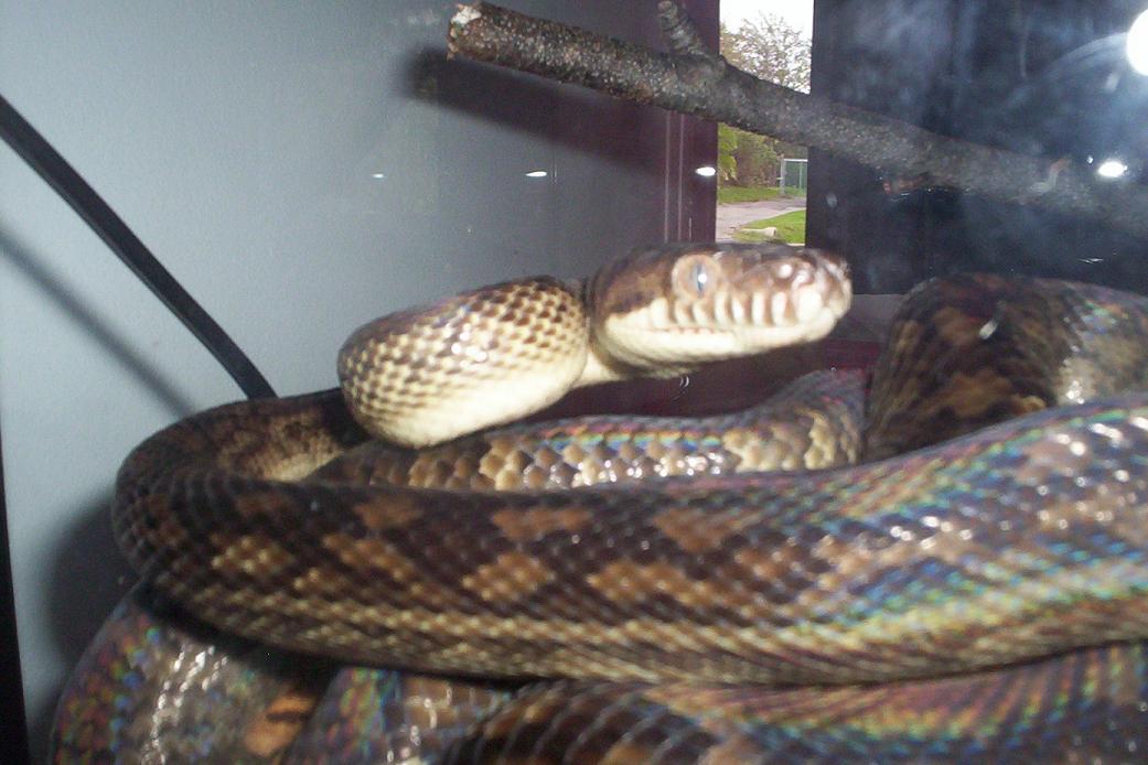 male southern scrub python