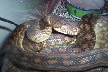 male southern scrub python