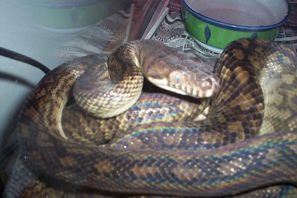male southern scrub python