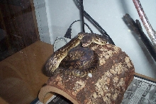 male southern scrub python