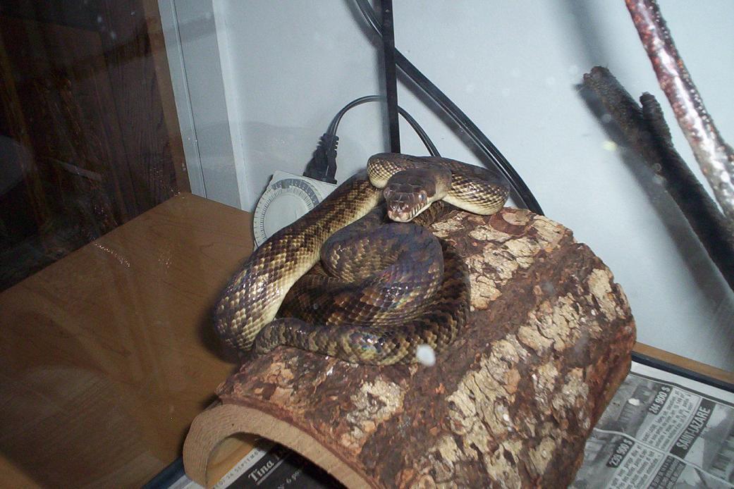 male southern scrub python
