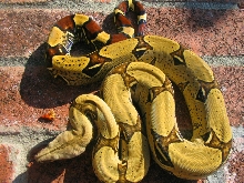 Yellow Peruvian