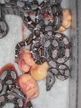 100% het for albino surixcol