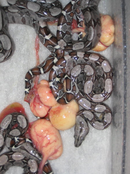 100% het for albino surixcol
