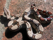 Surixcol 100% het for albino