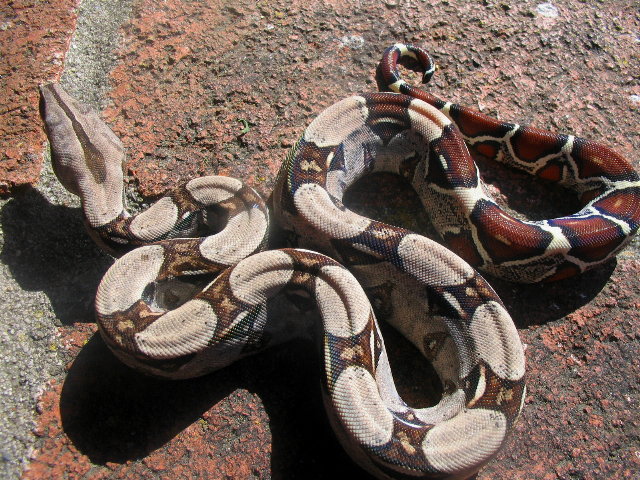 Surixcol 100% het for albino