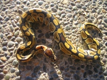 lowgrade pastel