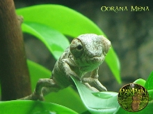 CB Oorana Mena Hatchling