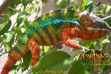 CB Ambilobe