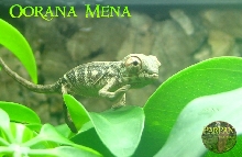 CB Oorana Mena Hatchling