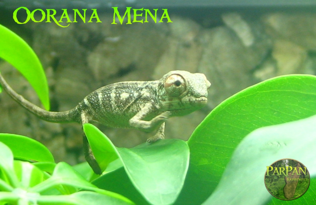 CB Oorana Mena Hatchling