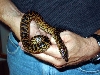 Yellow Anaconda1