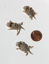 Coronatum Hatchlings