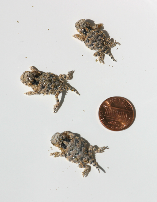 Coronatum Hatchlings