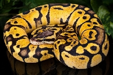 Pastel Vanilla