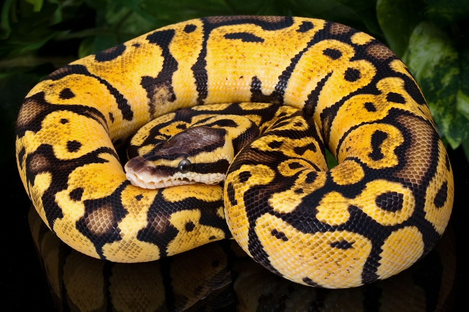 Pastel Vanilla