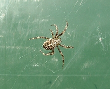I know this is a garden spider (???) but i thought it was a good pic anyway