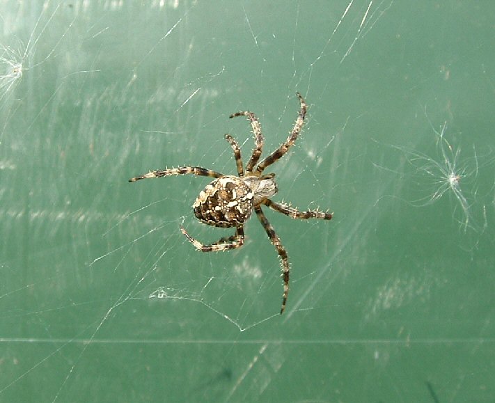 I know this is a garden spider (???) but i thought it was a good pic anyway