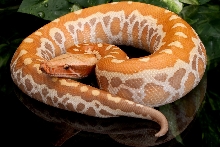 Hatchling Red Albino Blood