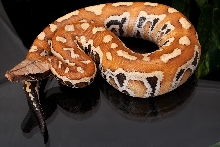 2010 Hatchling - 100% Het Red Albino Blood Python