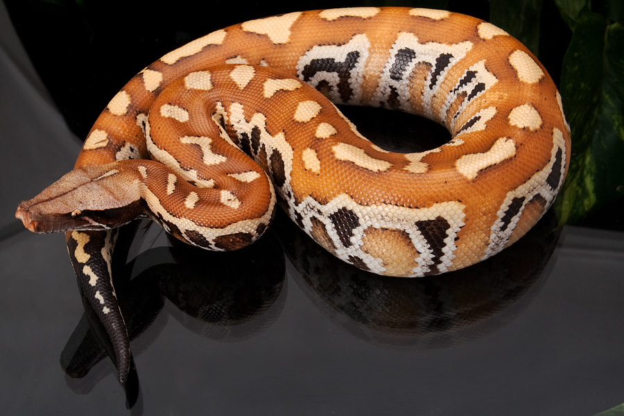 2010 Hatchling - 100% Het Red Albino Blood Python