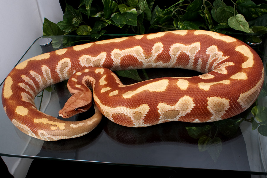 Adult male Red (T ) Albino