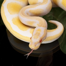Albino Ball Python