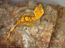 Dark Fire Crested Gecko