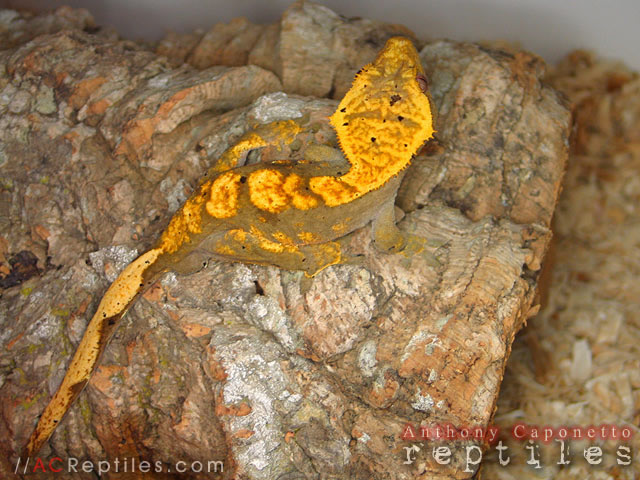 Dark Fire Crested Gecko