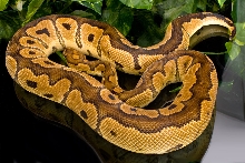 Adult Clown Ball Python
