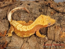 Creamsicle (orange & white) Crested Gecko