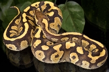 Fire Mystic Ball Python