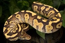 Fire Mystic Ball Python