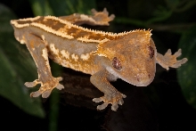 Harry line Crested Gecko