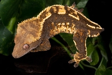 Harry line Crested Gecko