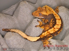 Dark Harlequin Crested Gecko