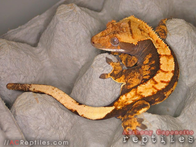 Dark Harlequin Crested Gecko