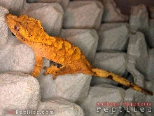 My original Marble Crested Gecko