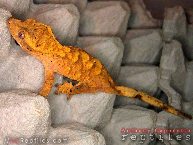My original Marble Crested Gecko