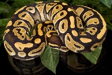 Mystic Ball Python