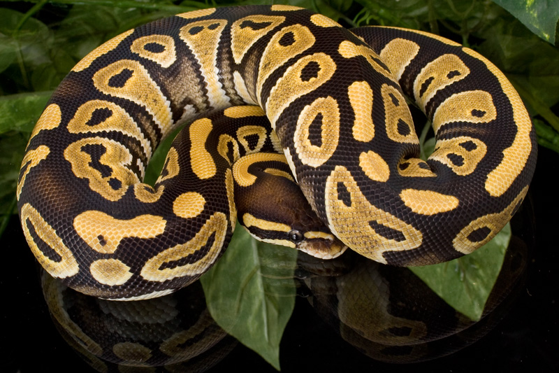 Mystic Ball Python