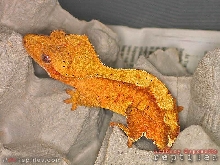 Orange Bicolor Crested Gecko