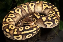 Pastel Mojave Yellowbelly