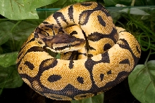 Pastel Het Red Axanthic