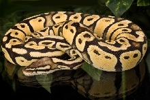 Yearling Female (600g) Pastel Vanilla
